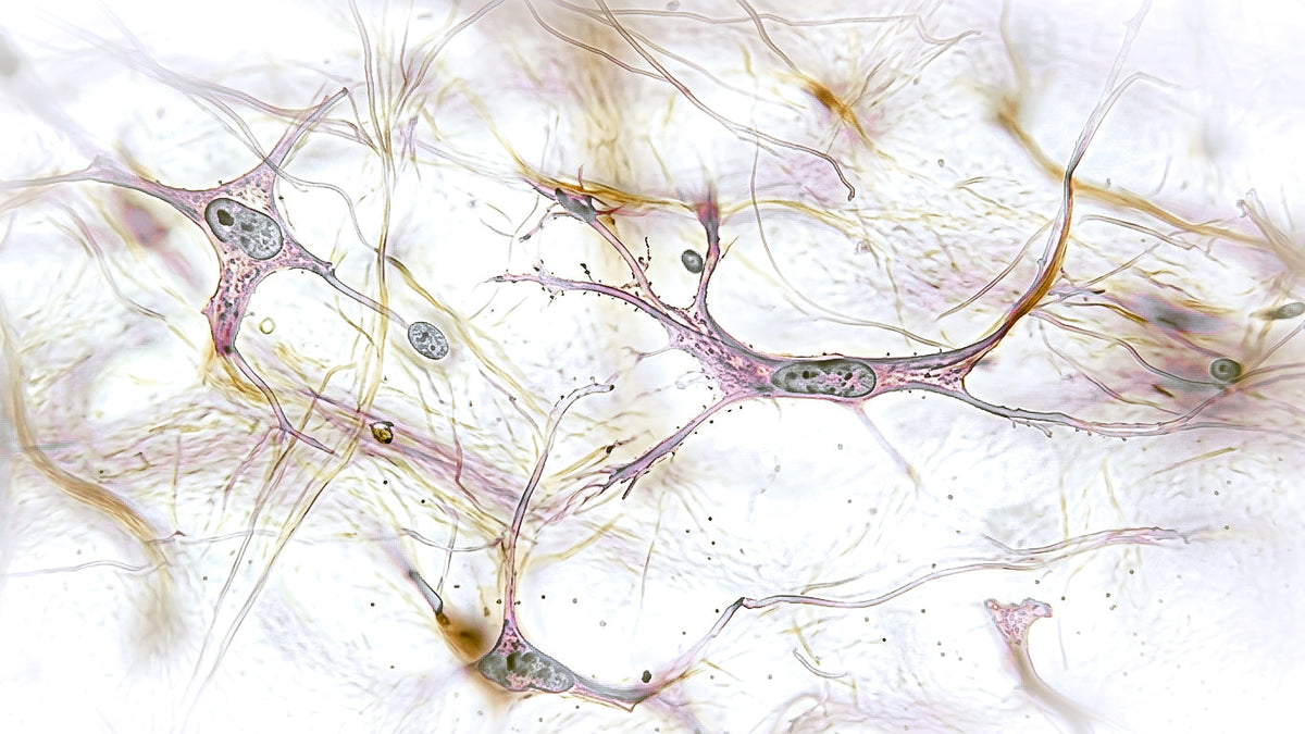 Fibroblastos: las células que ayudan a sostener la arquitectura de tu piel